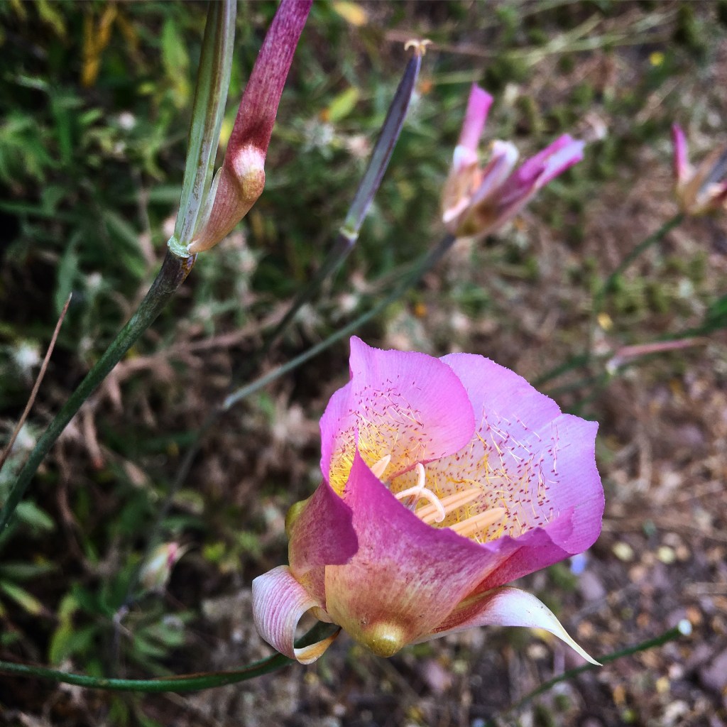 Exploring the wildflowers along the Mishe Mowka&nbsp;trail
