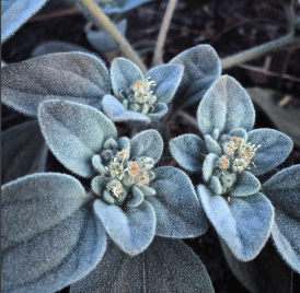 Screen Shot 2016-06-10 at 10.34.11 AM