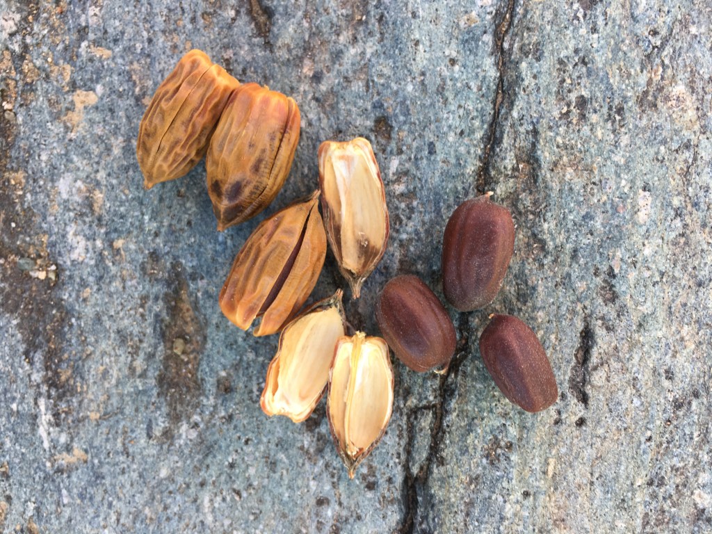 Gratitude, Harvest &&nbsp;Jojoba