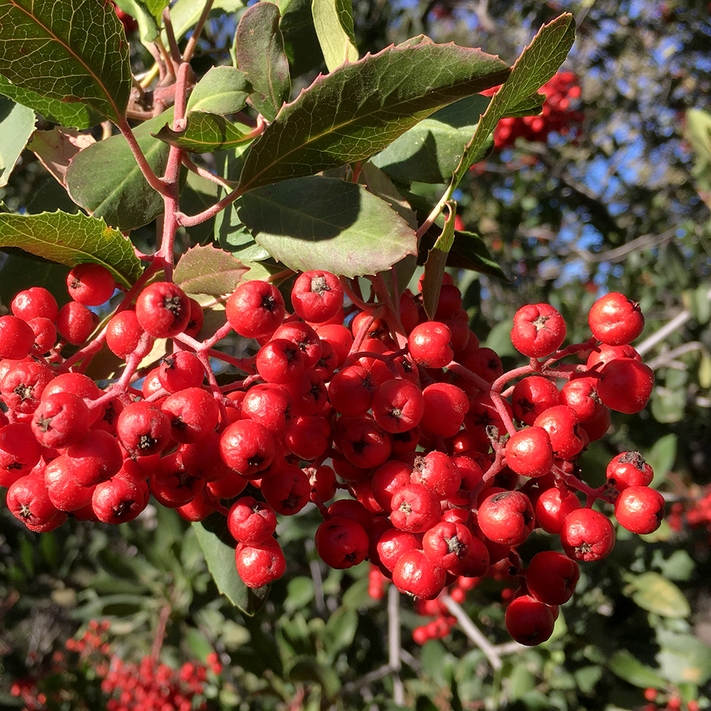 Toyon Berries: A sign of the&nbsp;season