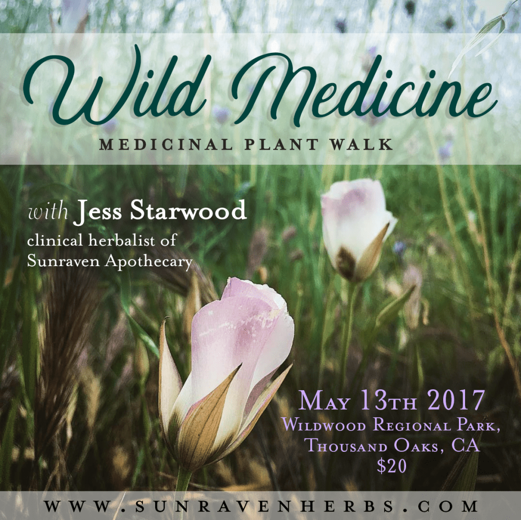 Wild Medicine: Plant Walk on May&nbsp;13th