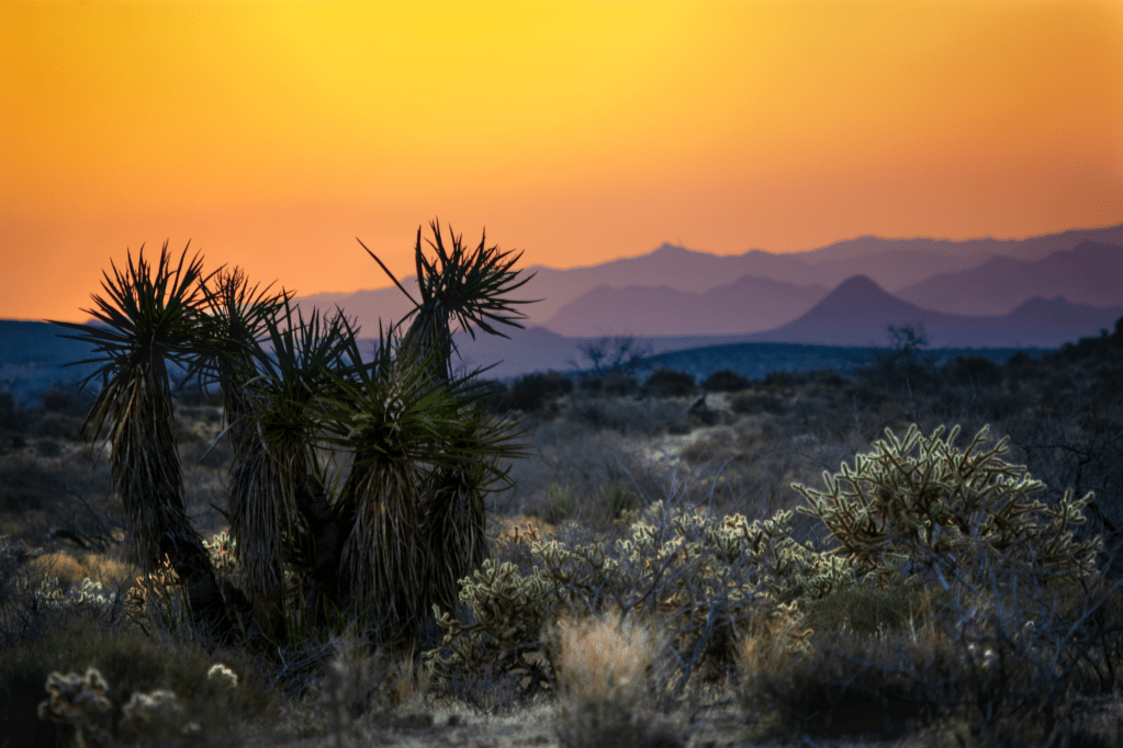 The Guardians of&nbsp;Mojave