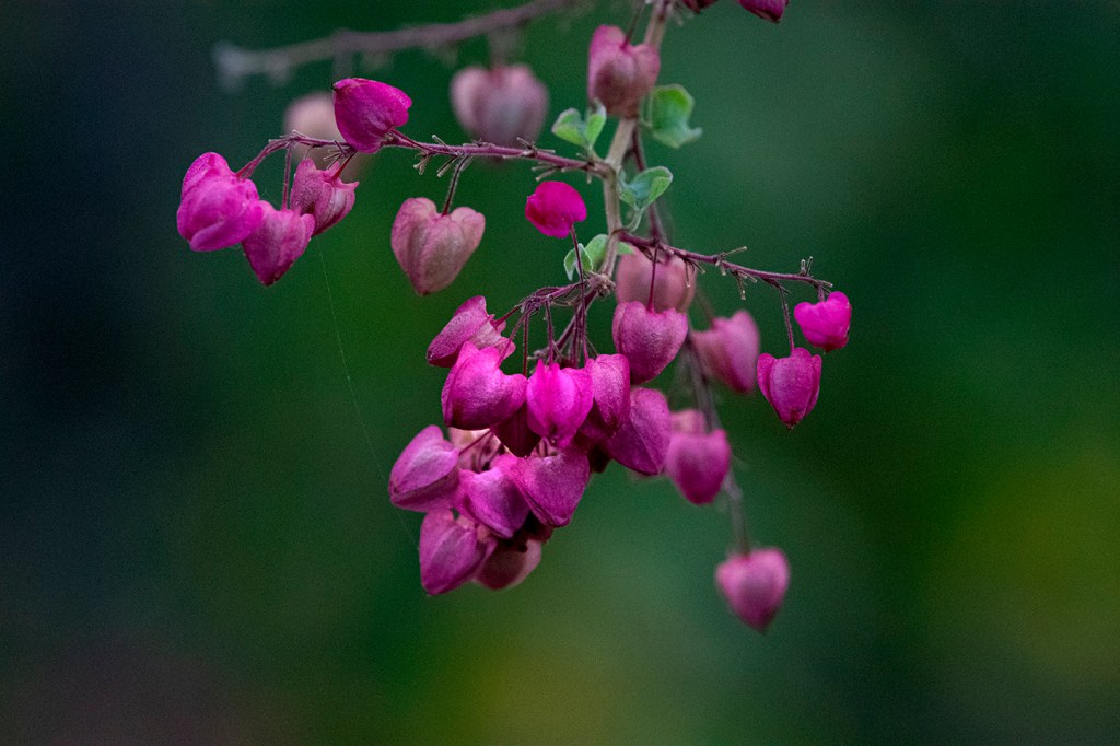 Baja Botanical Adventure&nbsp;2023