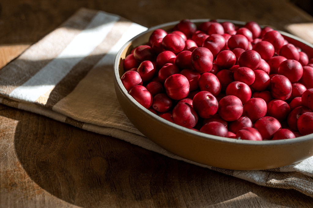 Eating Holly Leaf Cherry&nbsp;Kernels
