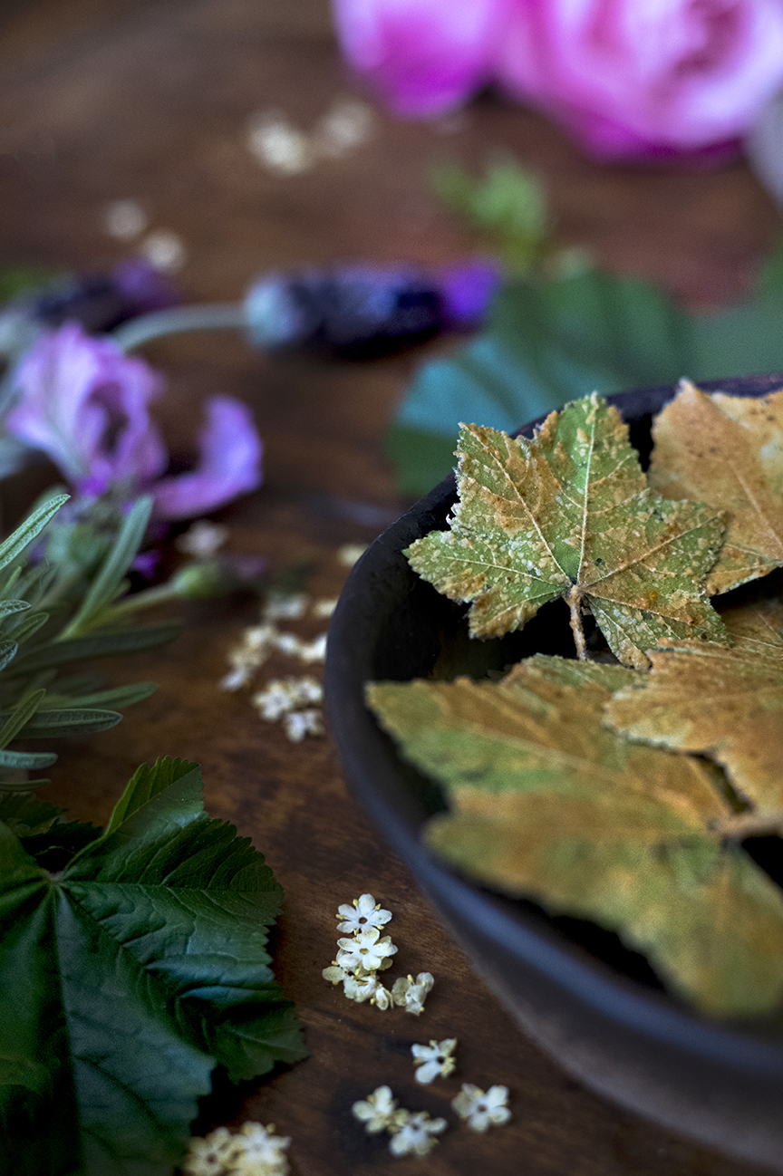 Foraging the Spring&nbsp;Garden