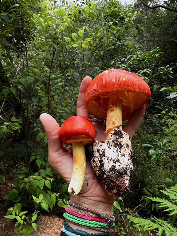 Oaxaca Mushroom Adventure, 2023.&nbsp;Review.