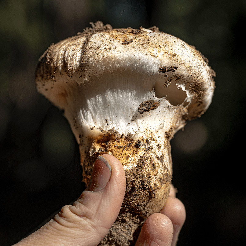 Matsutake—A  Complex Aroma