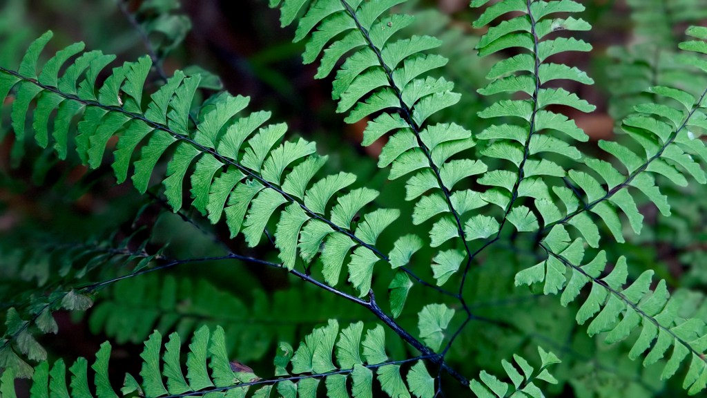 “Healing” For Sale