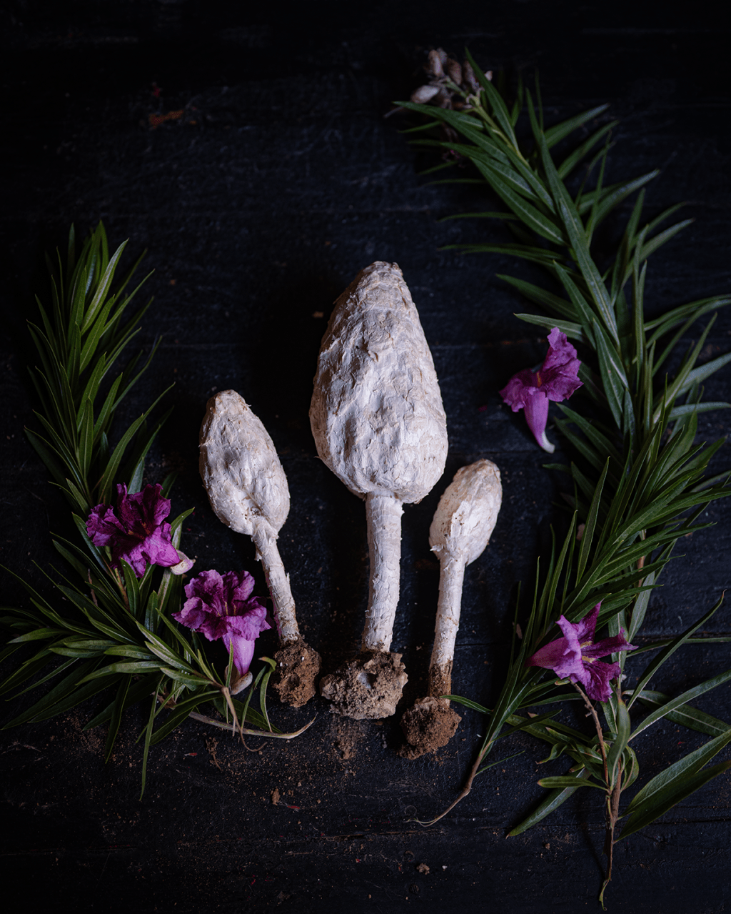 The Haunting Specter of the Desert Shaggy Mane&nbsp;Mushroom