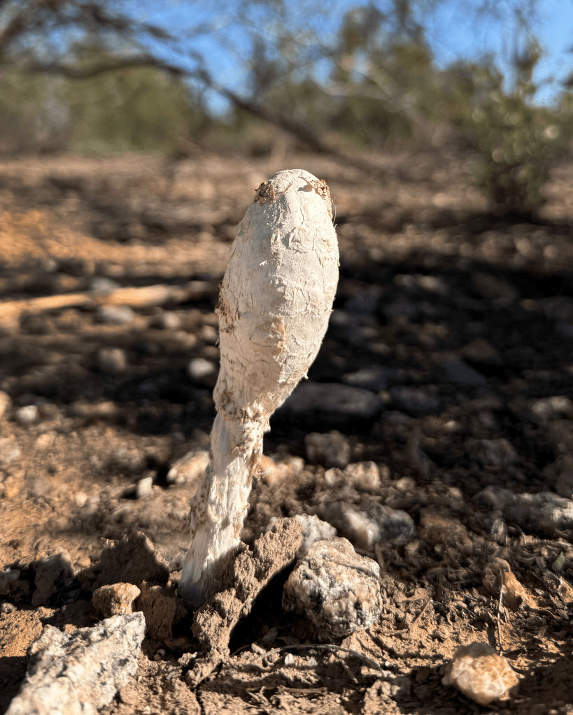 Desert Shaggy Mane mushroom